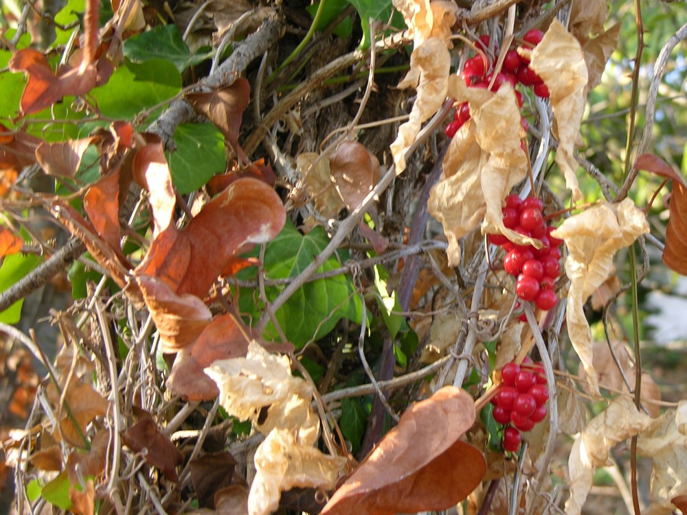 bellissime bacche rosse - Tamus communis